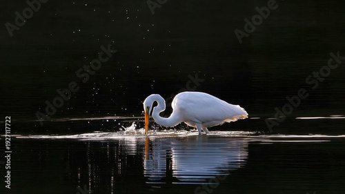 The solo egret is preying on a lake in the early morning