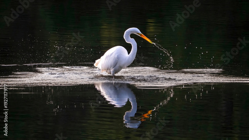The solo egret is preying on a lake in the early morning