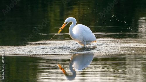 The solo egret is preying on a lake in the early morning
