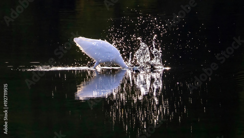 The solo egret is preying on a lake in the early morning