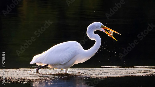The solo egret is preying on a lake in the early morning