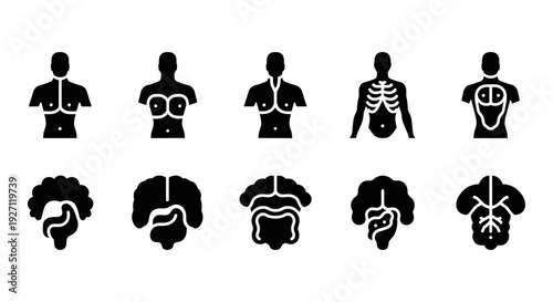 Anatomy icon set, human body organs, silhouette style