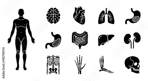 Human anatomy icon set. Includes human body, brain, heart, lungs, liver, stomach, kidneys, skeleton, and organs. Created in black line style with white background