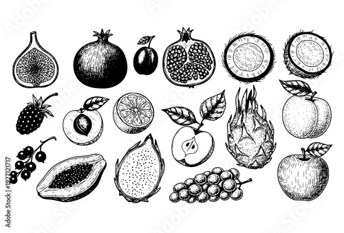 Cute Hand Drawn Fruit Doodle Collection with Sliced and Whole Fruits Outline Vector
