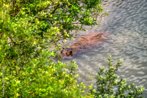El baño del hipopótamo