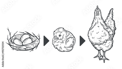 Chicken development set, from an egg, a baby chick, to an adult chicken, bird evolution, engraving isolated