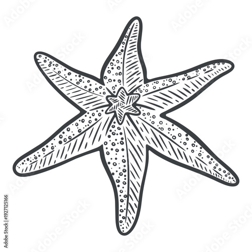 Starfish illustration, sea star black and white silhouette, underwater sea life creature, engraving illustration