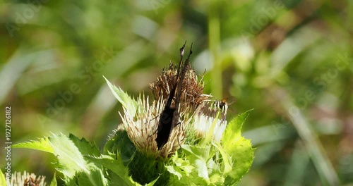 Aglais io | Peacock butterfly with rusty red wings bearing a spectacular vivid ocelli (eyes) on vermilion background reminiscent of peacock feathers