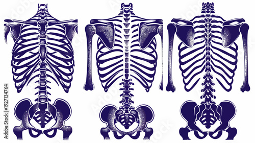 Three diagrams of human skeletal systems, front-facing views. Chest, pelvis, and arms are included