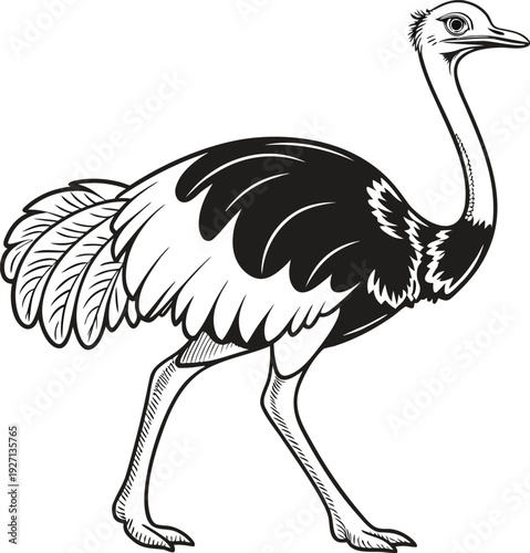 An illustration of an ostrich, depicted in black and white, against a stark white background. The ostrich is positioned on the right side of the frame, facing left in a full-body profile view. It has 