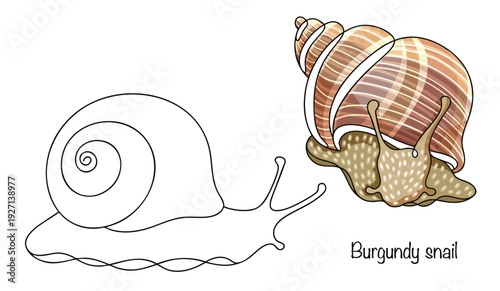 Burgundy snail
