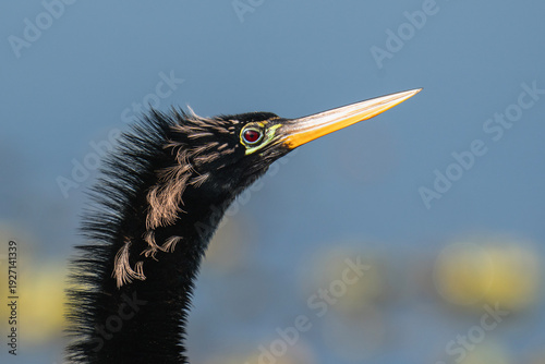 Bild auf Leinwand Close-up portrait of an Anhinga in breeding plumage in the Everglades, Florida