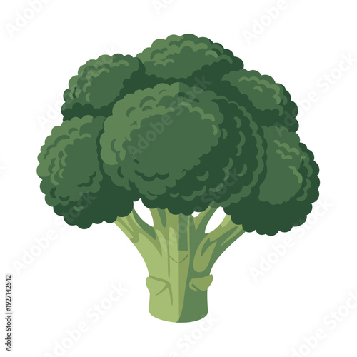 Fresh broccoli vector illustration isolated on white background for design