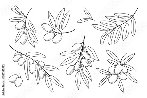 Olive branch outline set. Collection of botanical sketches perfect for decorative design, logos and natural themed compositions.