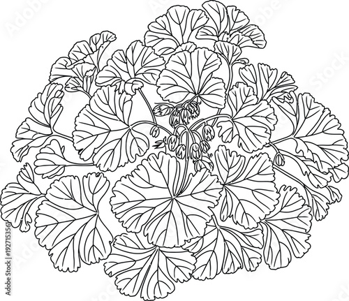 Black and white drawing of a blooming geranium plant