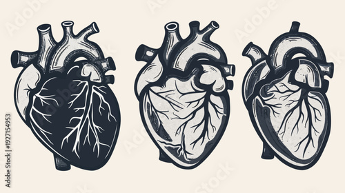 Artistic depiction of human hearts in various tones, with anatomical details and textures