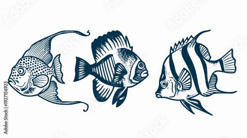 Three detailed illustrations of fish in a dark blue, linocut-style design on a white background