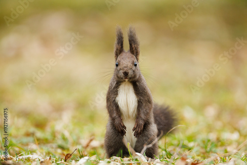 Curious red squirrel in city park with soft blurred background