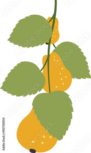 Pear tree branch. Exotic summer garden fruit