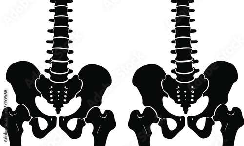 Two black human pelvic bones and spinal columns are depicted as a silhouette on transparent background high quality professional detailed modern