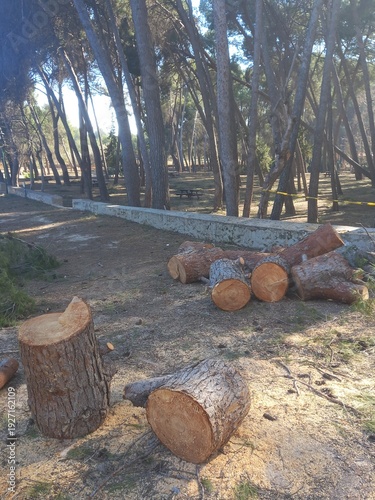Log Bucking of Pine Tree