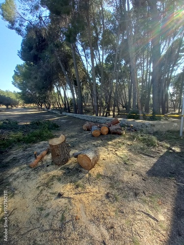 Log Bucking of Pine Tree