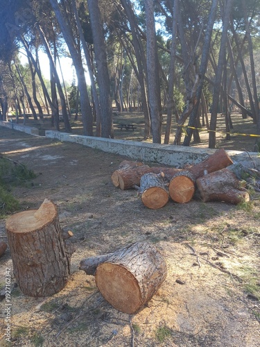 Log Bucking of Pine Tree