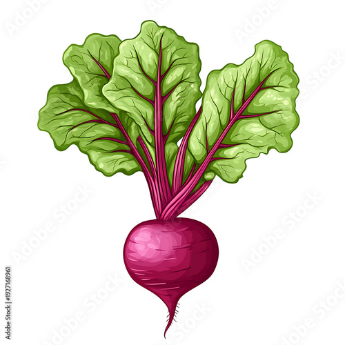 Beetroot Vegetable Icon Isolated Vector Illustration