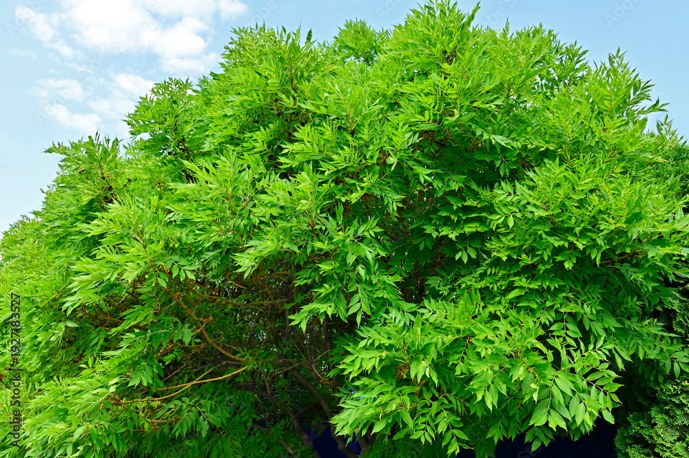 Fototapeta premium Beautiful ash tree (fraxinus)