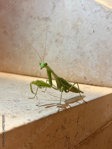 Fotografie praying mantis on stone