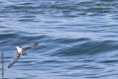 The little gull (Hydrocoloeus minutus) is a species of gull belonging to the family Laridae which is mainly found in the Palearctic. This photo was taken in Japan.