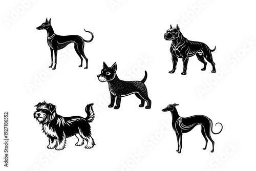 Five different breeds of dog in a black and white illustration