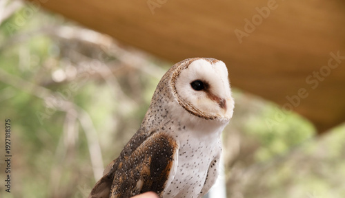 Foto this is a close up of a barn owl
