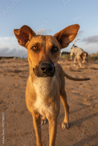Curious Brown Dog on a Desert Beach at Golden Hour