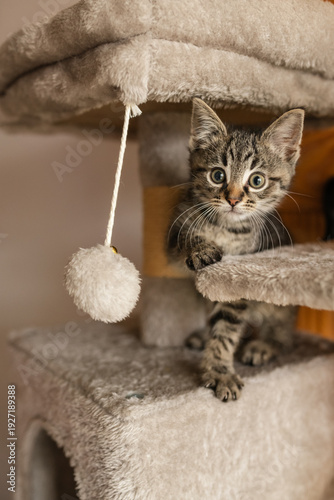 Cute foster kitten playing in a cat tree 