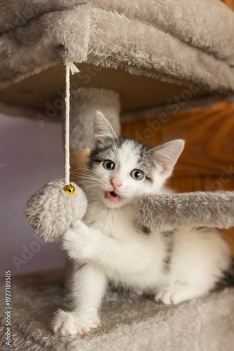 Cute foster kitten playing in a cat tree 
