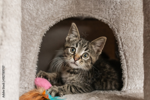 Cute foster kitten playing in a cat tree 