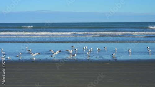Möwen tummeln sich am Ufer vor gelassenem Küstenpanorama, Spencer Park Beach, Spencerville, Christchurch, Neuseeland Südinsel, Neuseeland, Ozeanien