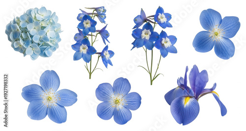Blue flowers collection png hydrangea delphinium iris flax png floral set png transparent background