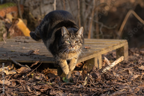Katze  im Sprung