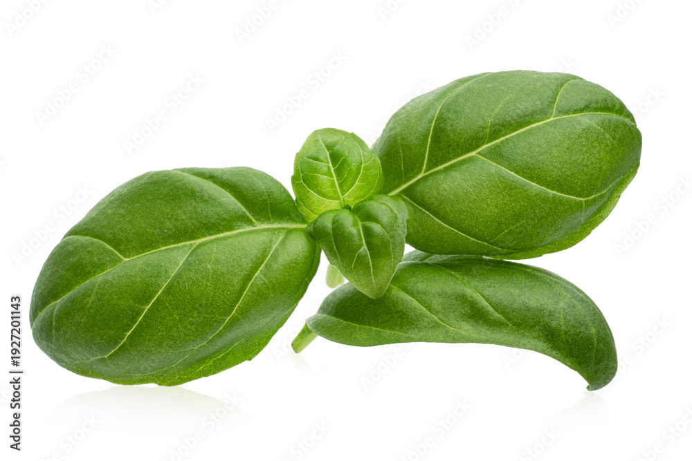Fototapeta premium Fresh Green Basil Leaves Isolated on White Background