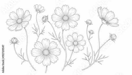 Cosmos flower sketch vector drawing, blooming blossoms and buds, botanical line art illustration, long stems with leaves, detailed floral design, decorative nature inspired black and white vector artw