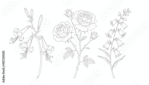 Flowering branch illustration vector drawing, delicate blossoms and buds, botanical sketch art, black and white line design, symmetrical floral motif, decorative nature inspired vector artwork collect