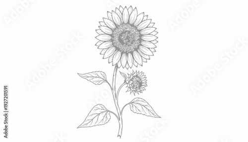 Sunflower plant illustration vector drawing, botanical flower sketch, serrated leaves, detailed bloom petals, black and white line art, educational floral design, decorative nature inspired vector art