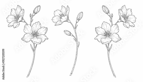 Flowering branch illustration vector drawing, delicate blossoms and buds, botanical sketch art, black and white line design, symmetrical floral motif, decorative nature inspired vector artwork collect