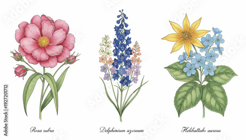 Botanical flower illustration vector set, Flora Blossom, Celestia Spuria, Aurora Lutea, artistic floral drawings, colorful petals, nature inspired design, decorative botanical art vector collection
