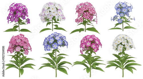 Garden phlox varieties png pink white purple phlox png botanical flowers png transparent background