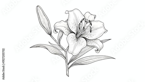 Elegant Lily Flower Vector Illustration | Black and White Botanical Sketch | Detailed Floral Drawing | Nature Art Design | Decorative Vector Artwork for Branding