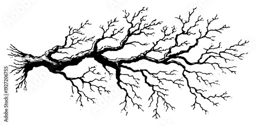 Detailed leafless tree branch or root system hand drawn in black ink