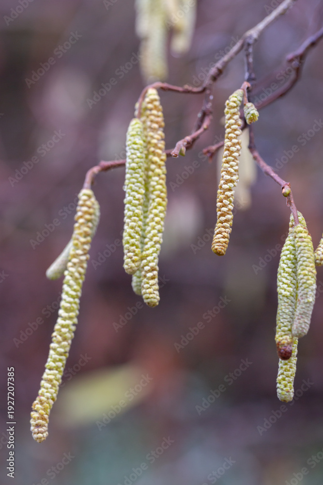 Fototapeta premium Corylus americana- the American hazelnut 1 or American hazel, 2 is a species of deciduous shrub in the genus Corylus, Catkins hanging on a tree branch in early spring, Corylus Avellana Contorta Tree